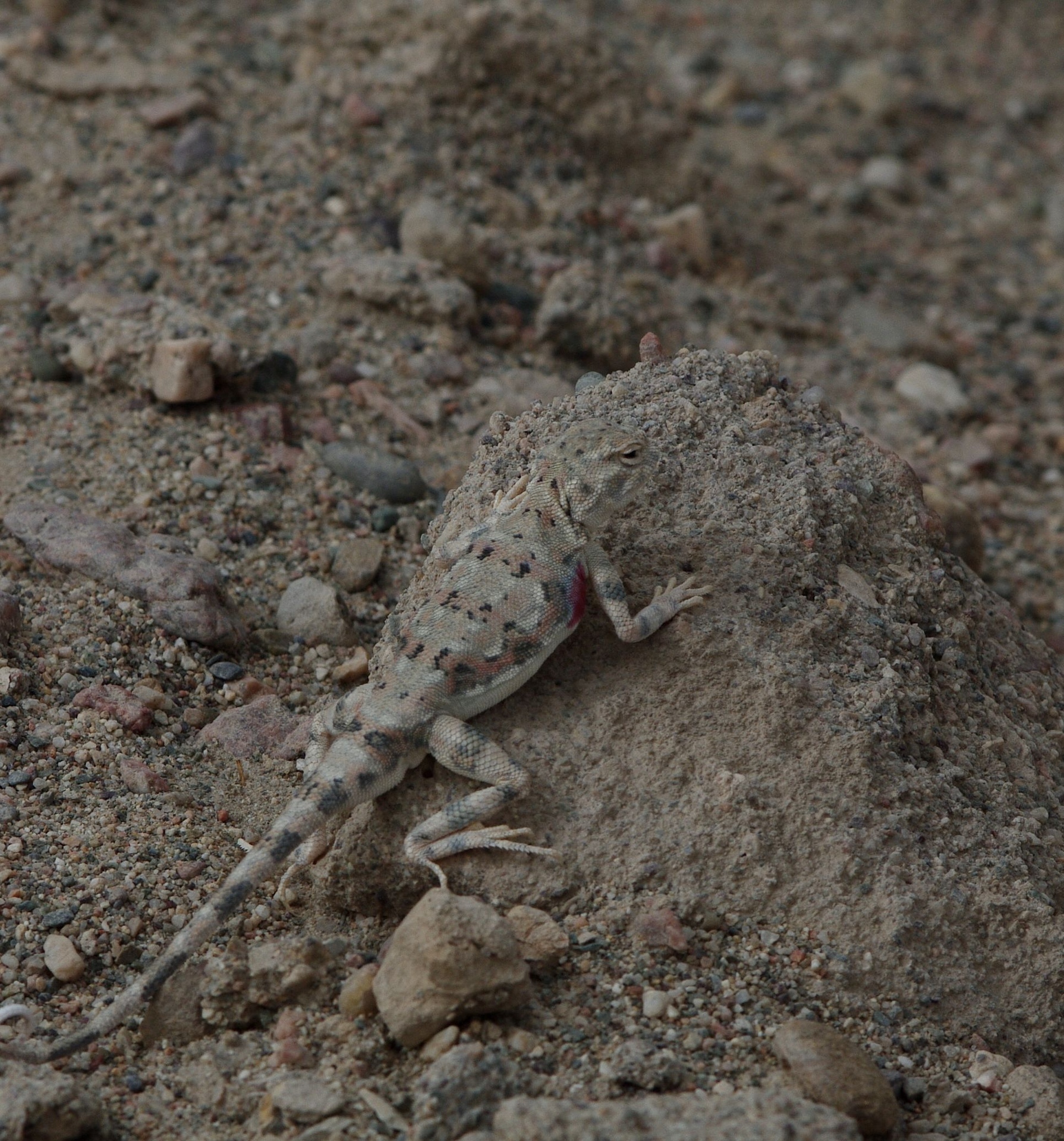 戈壁滩上的蜥蜴(变色龙)