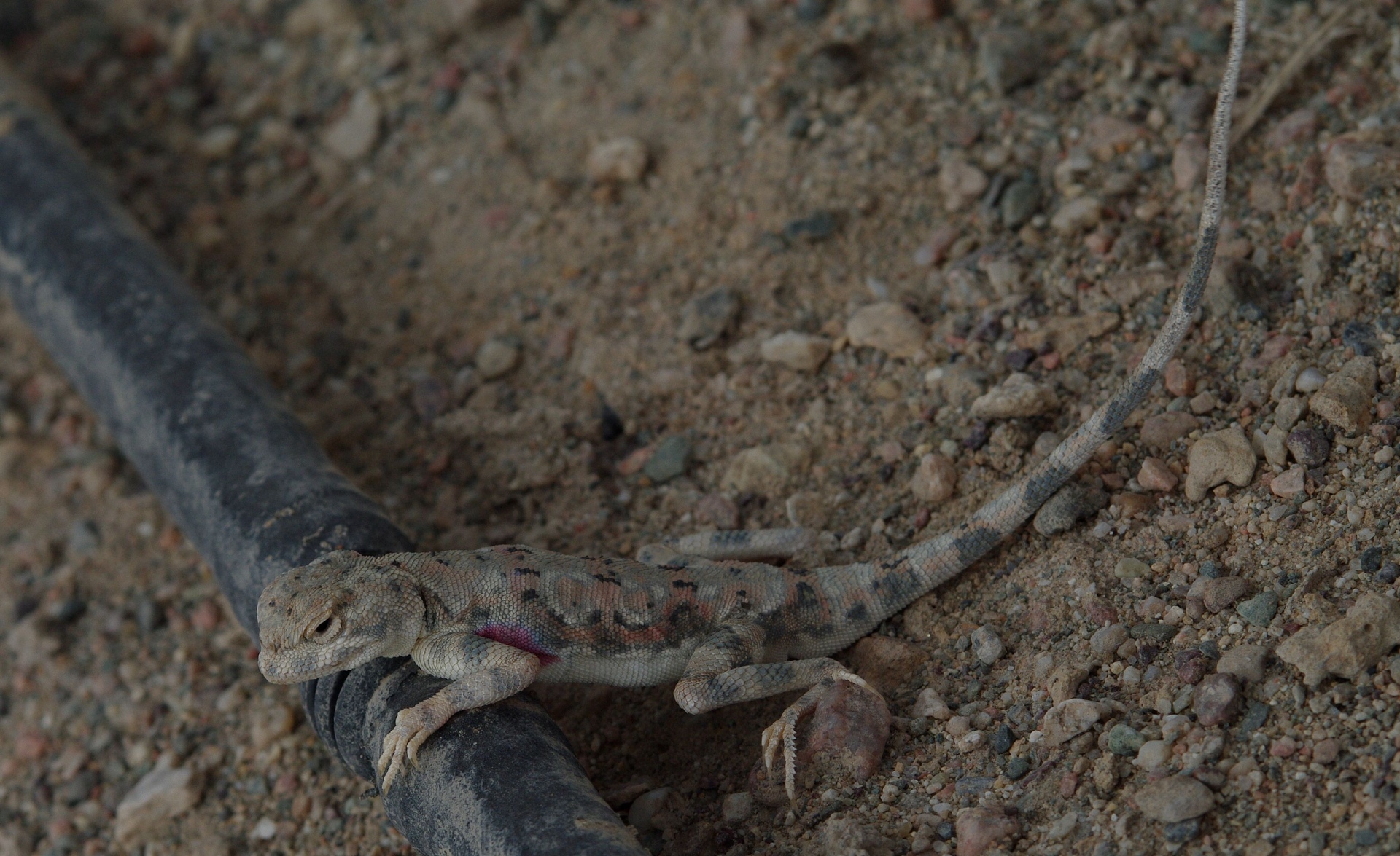 戈壁滩上的蜥蜴(变色龙)