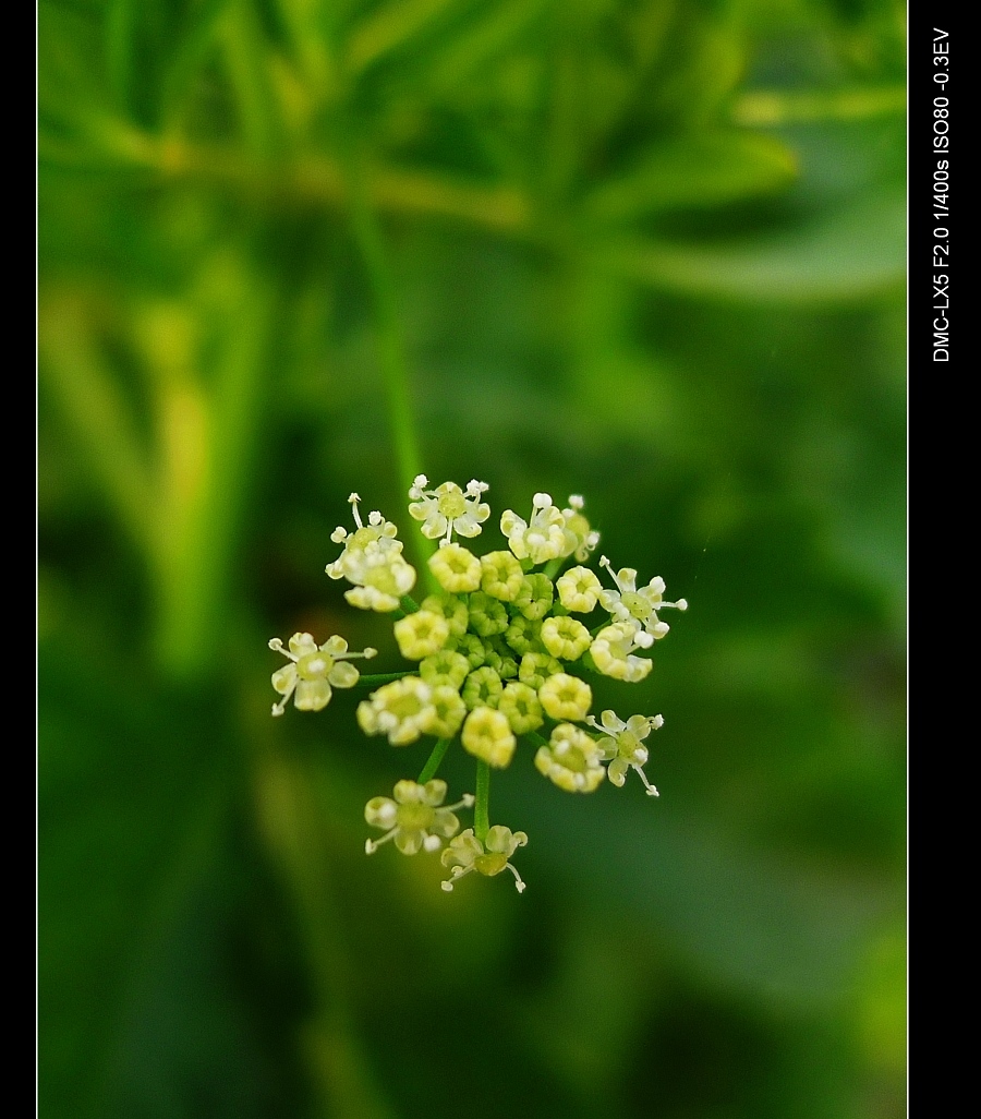 芹菜花
