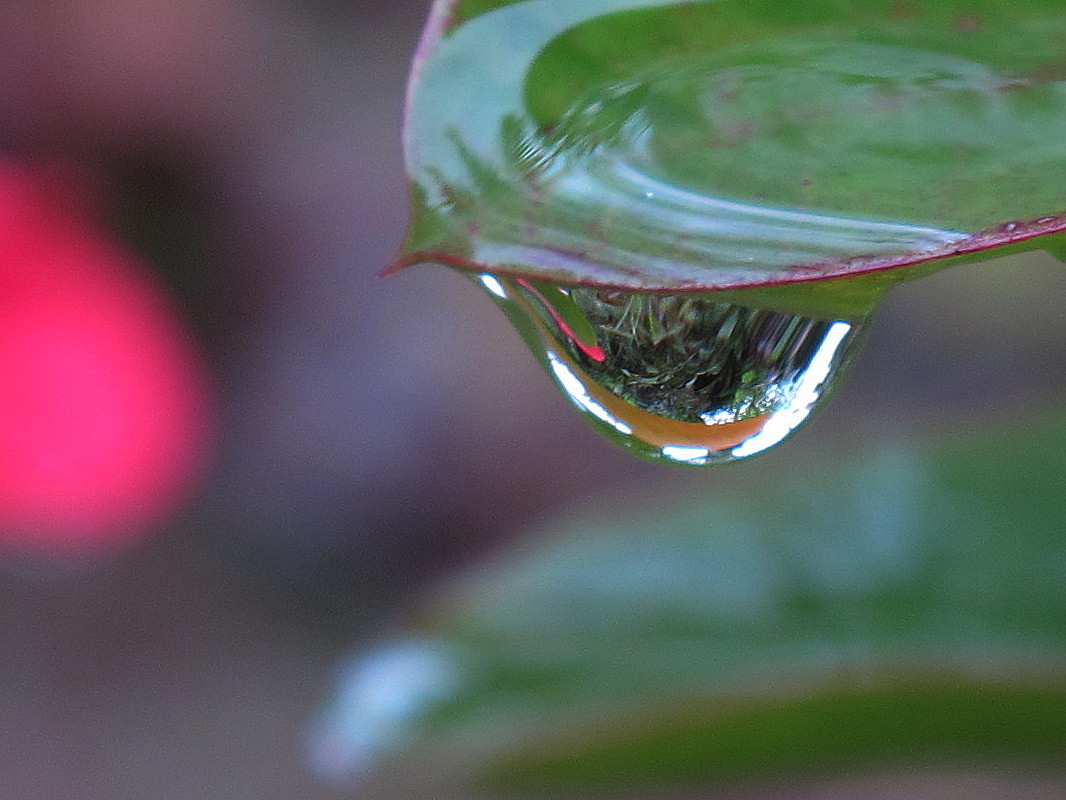 雨后树叶上的水珠 (后期)