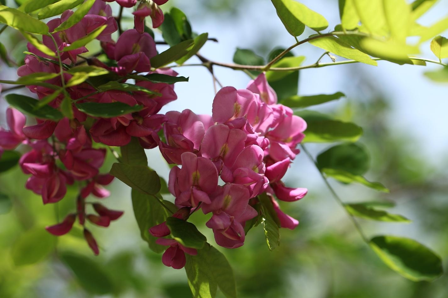 香花槐