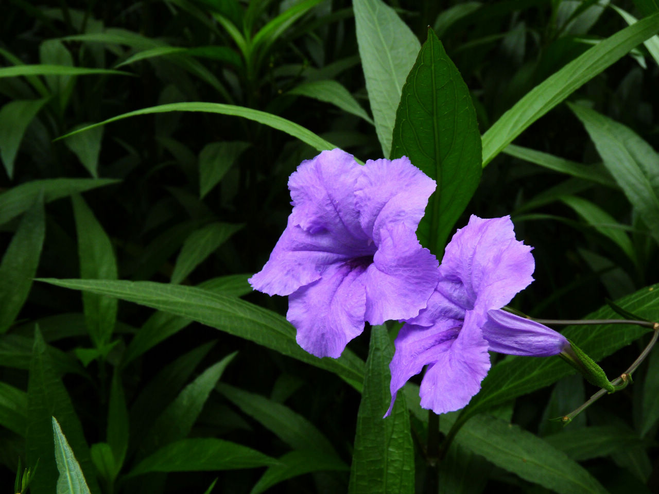 随拍～翠芦莉花