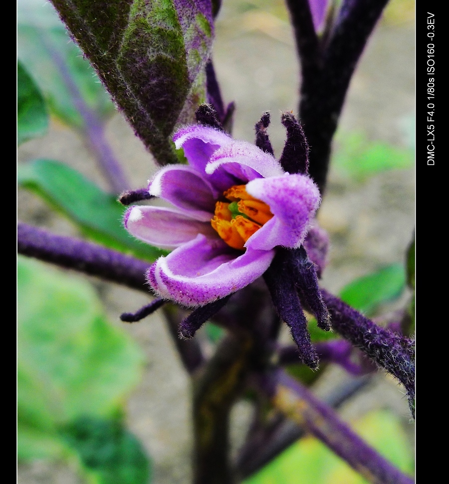 茄子花