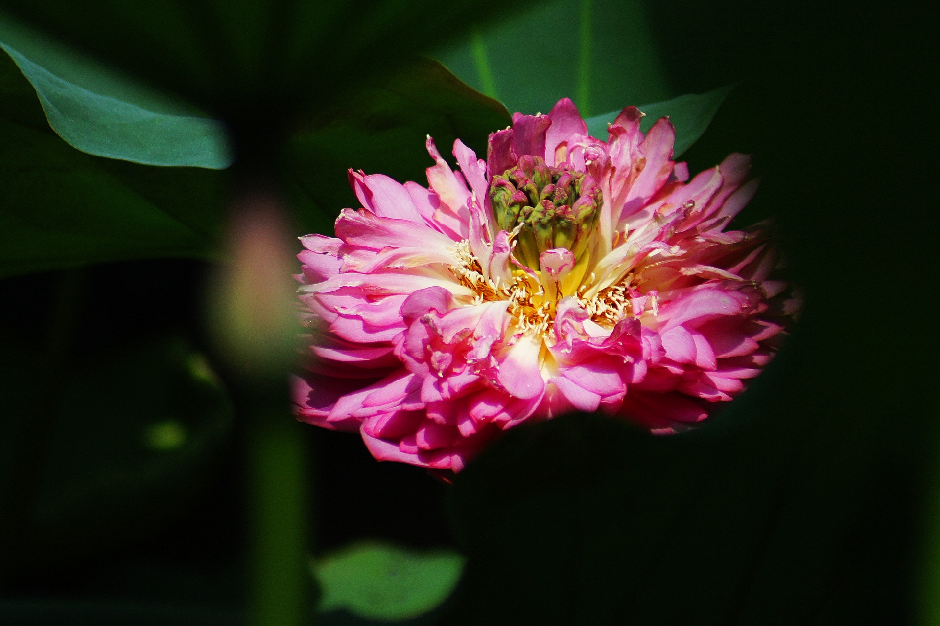重瓣荷花