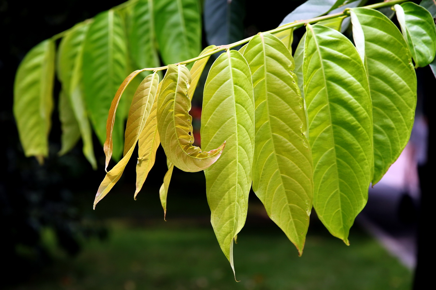 科学网—20190626——青钱柳（Cyclocarya paliurus (Batal.) Iljinsk.） - 栗茂腾的博文