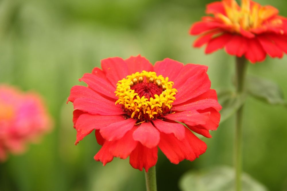 宁静的早晨,漂亮的花儿