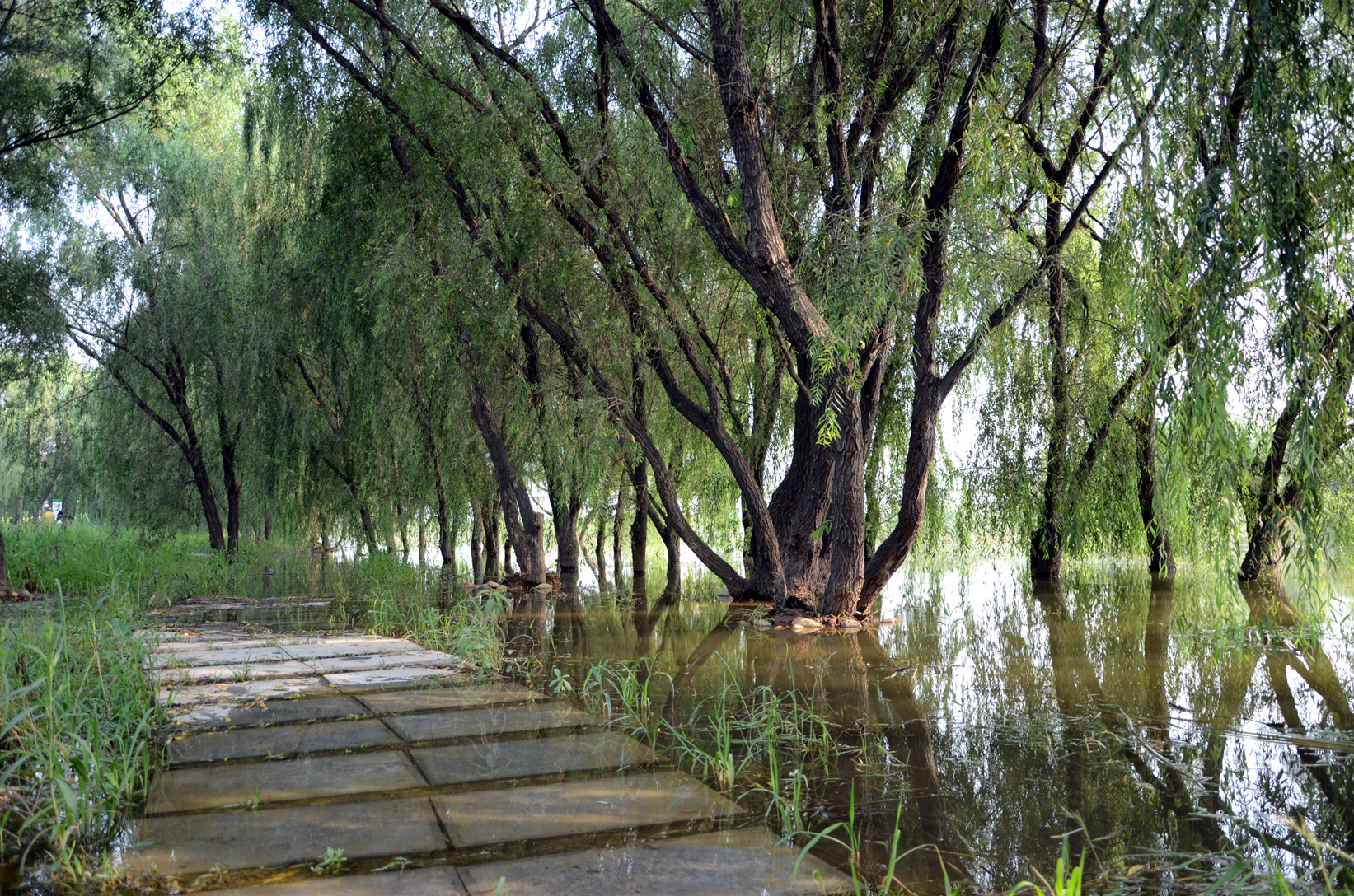 西安湿地灞柳