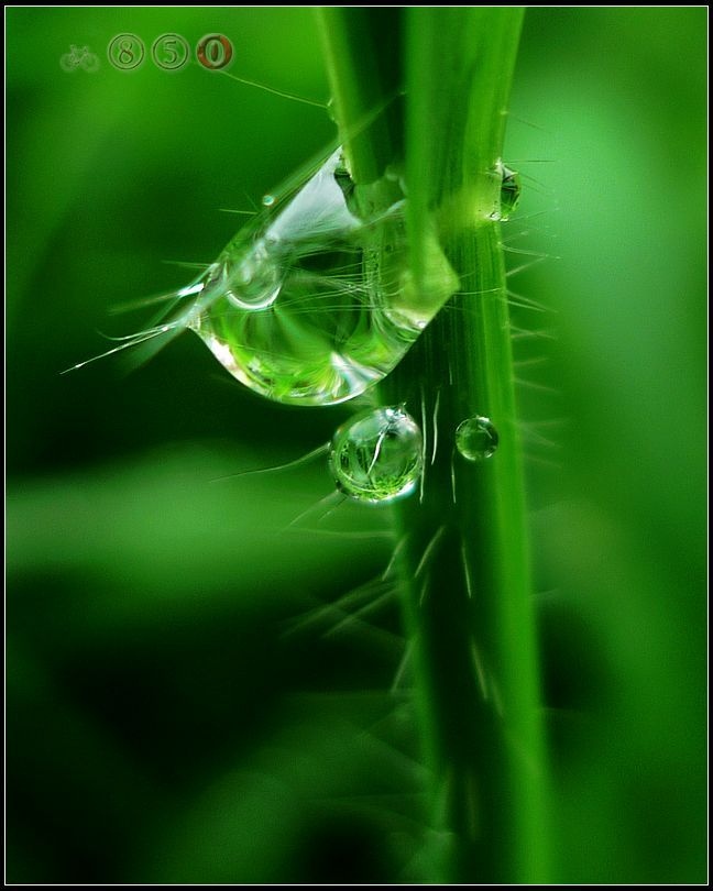 青草根上雨珠