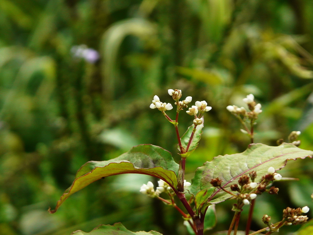 赤胫散_松下其他型号相机论坛