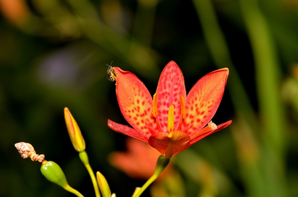 射干(野萱花)