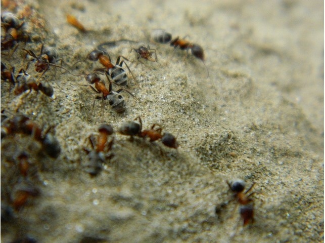 小蚂蚁搬家图