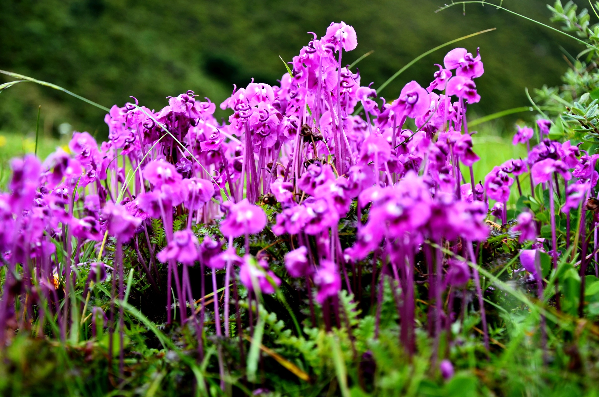 高山野花