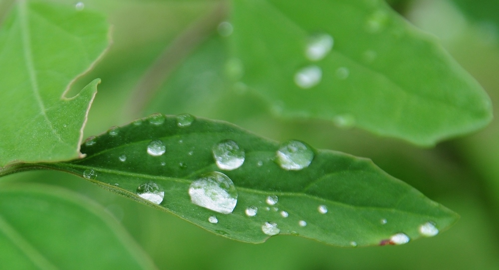 小雨滴