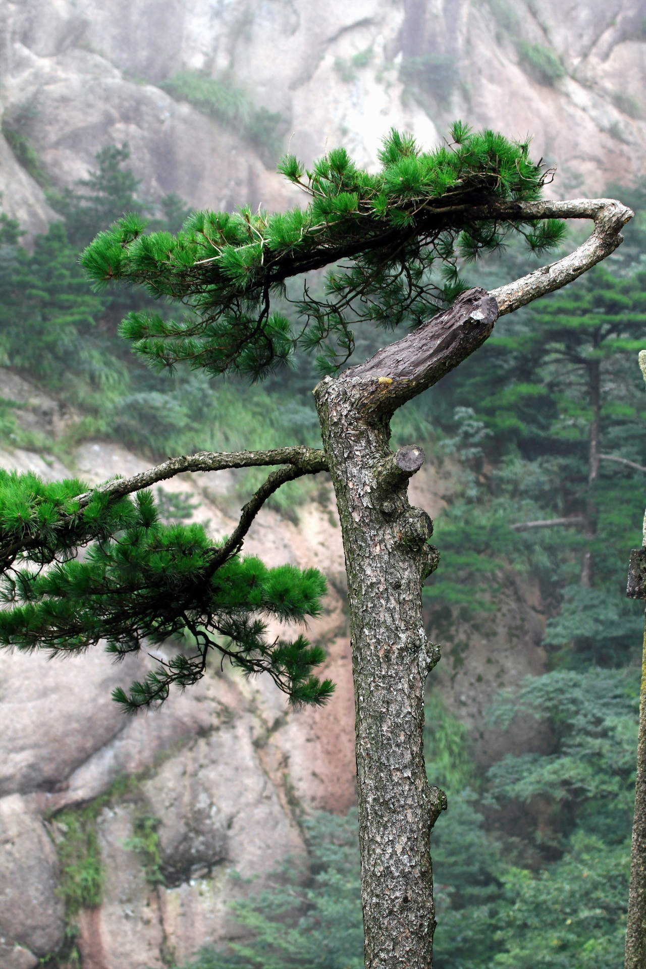 几张黄山的松树