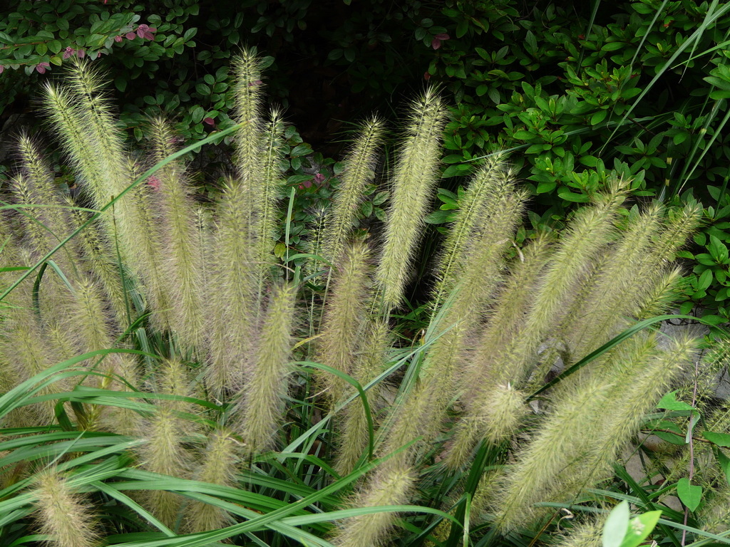 狼尾草