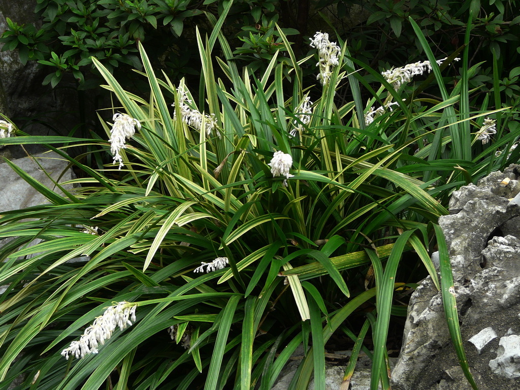 沿阶草的花