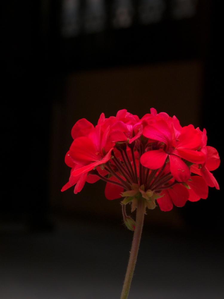 一束红花