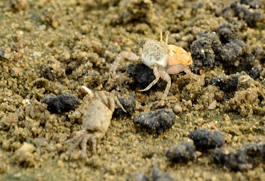 海边的小螃蟹模仿人了:看人看的多了,也学会了跳舞和kiss