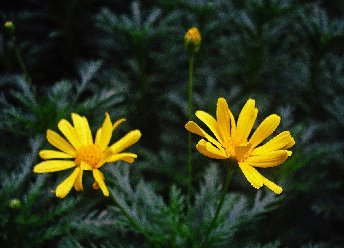 一组 黄花>,它叫黄金菊.