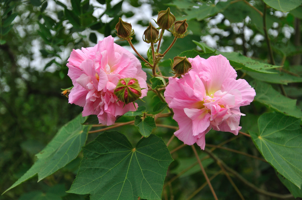 芙蓉花