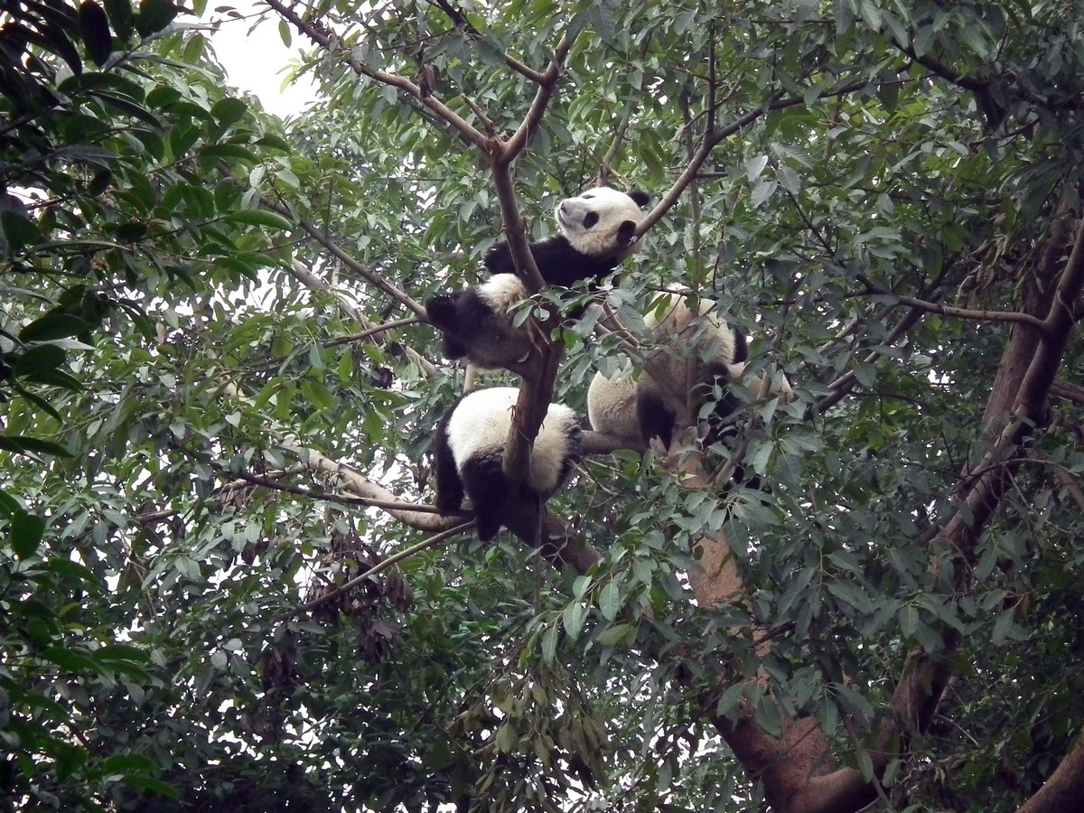 调皮熊猫上树