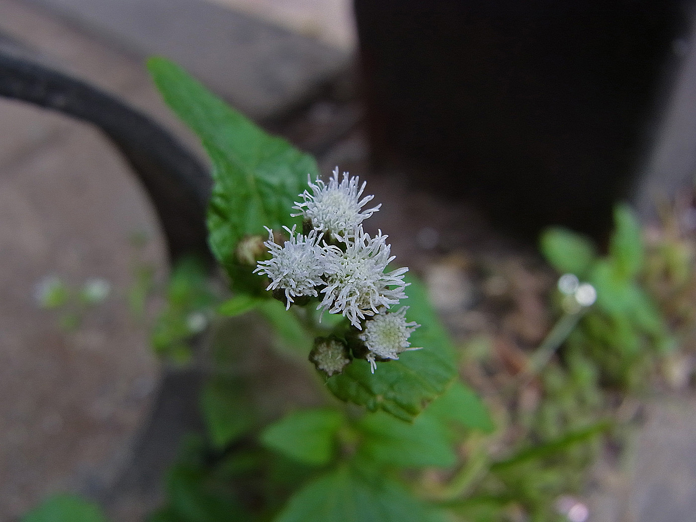 白花草