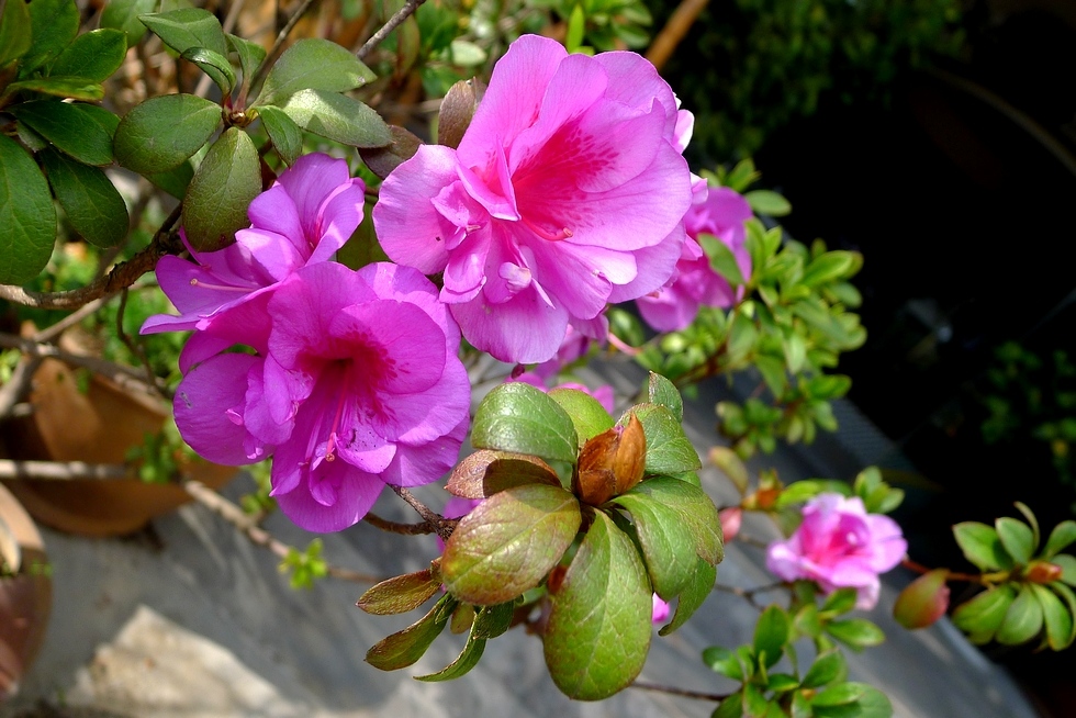 冬天开的杜鹃花