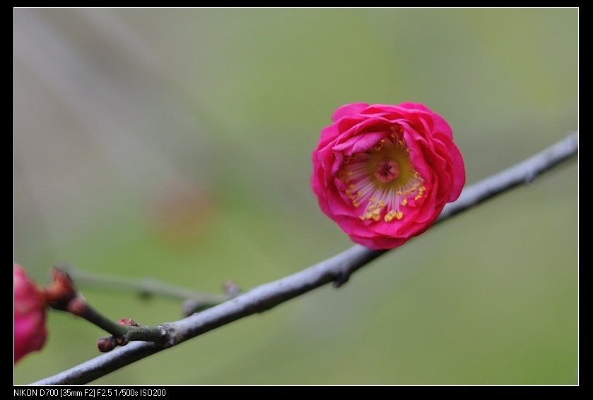 开深红色,绿色的梅花