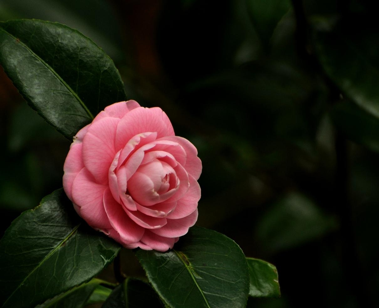 茶花