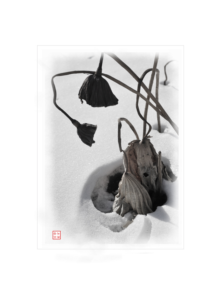 水墨残荷