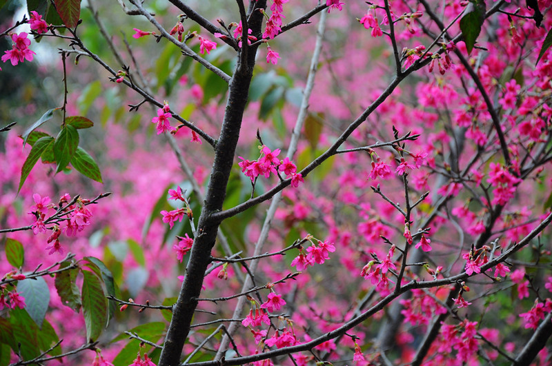 2012广州南沙区黄山鲁森林公园樱花