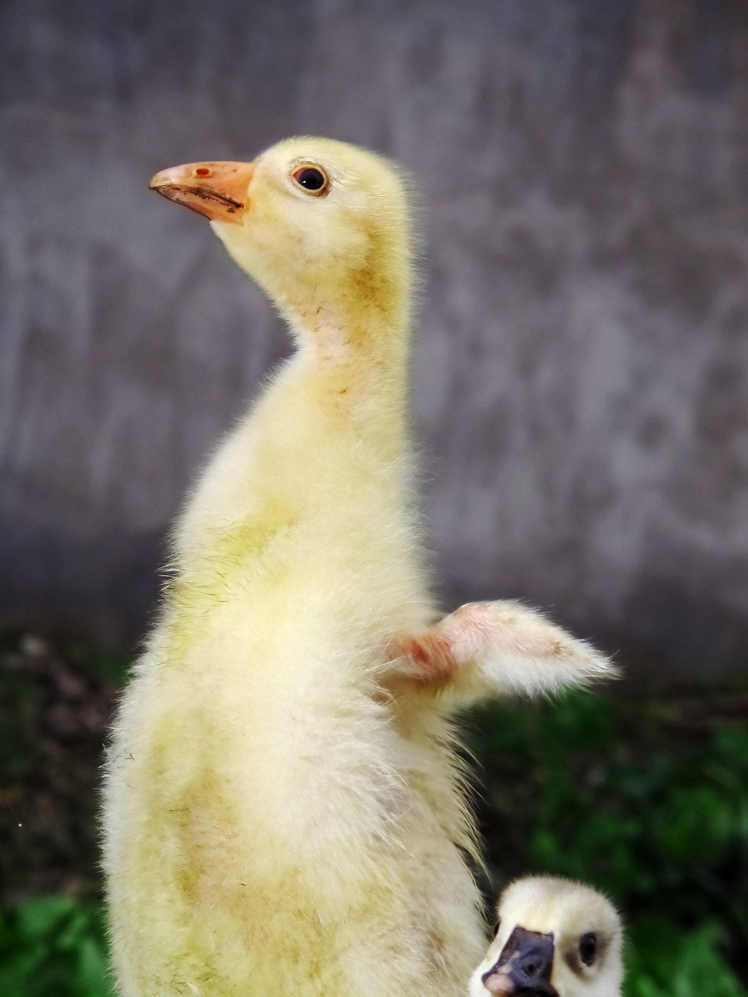 小鹅_佳能G12论坛