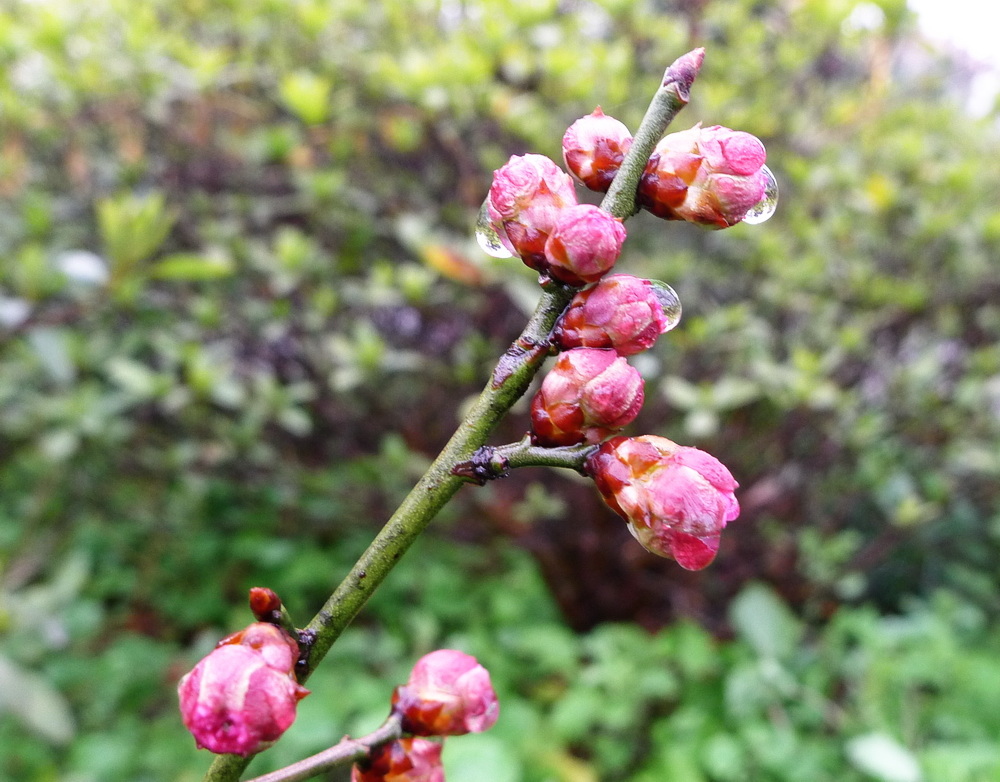 梅花花蕾