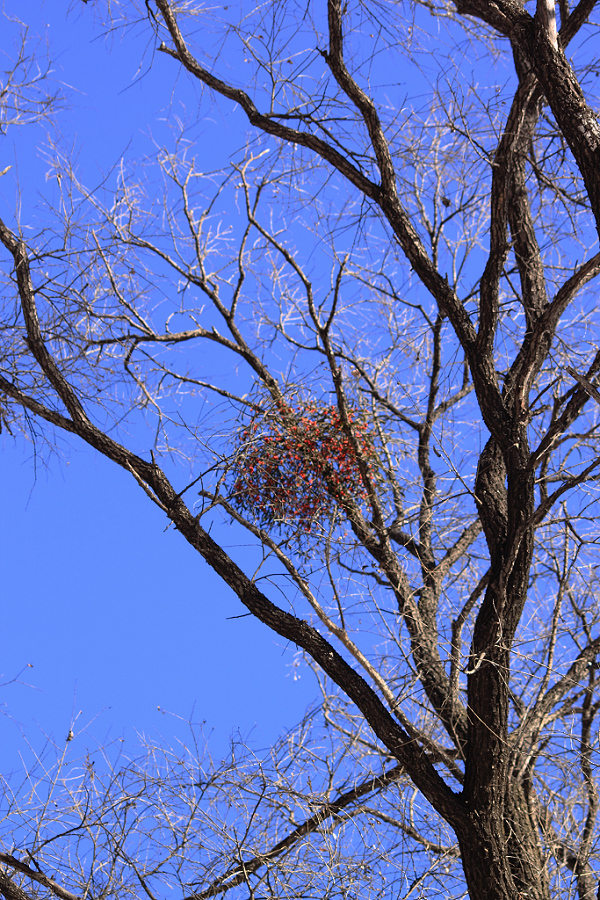 据说,冬青是一种奇特的寄生植物,秋天,冬青鸟在高高的杨树枝上做手术