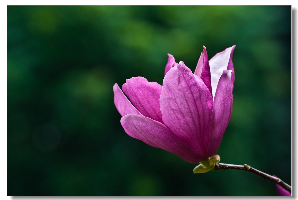紫玉兰花语