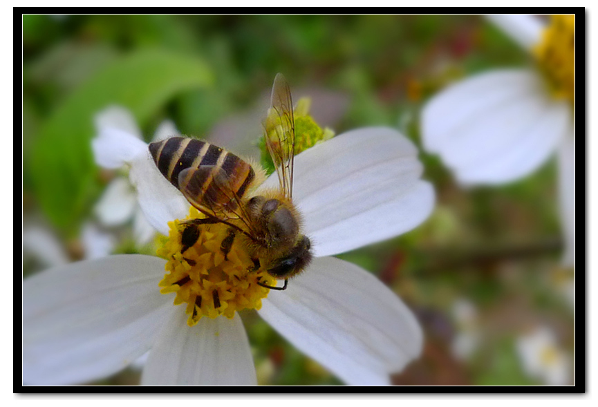 【小蜜蜂和食蚜蝇】