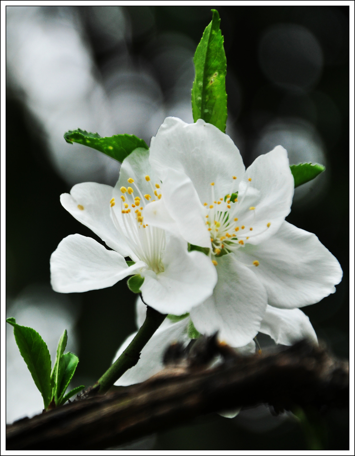 白桃花