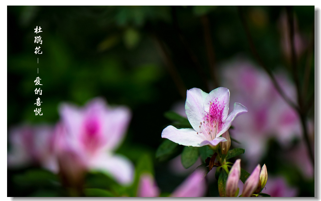 杜鹃花花语