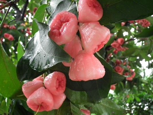 莲雾 北方很少见的水果_长焦与专业DC论坛