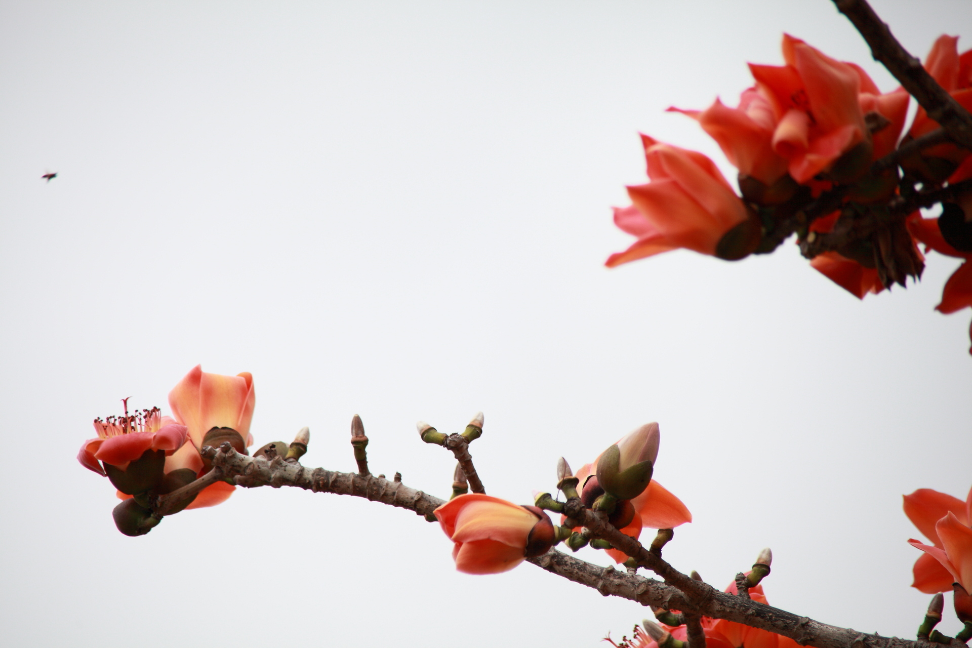 海南木棉花开时_佳能5D Mark II论坛