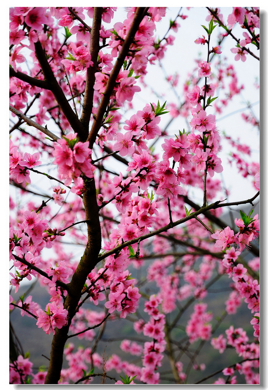 二月春风桃花开