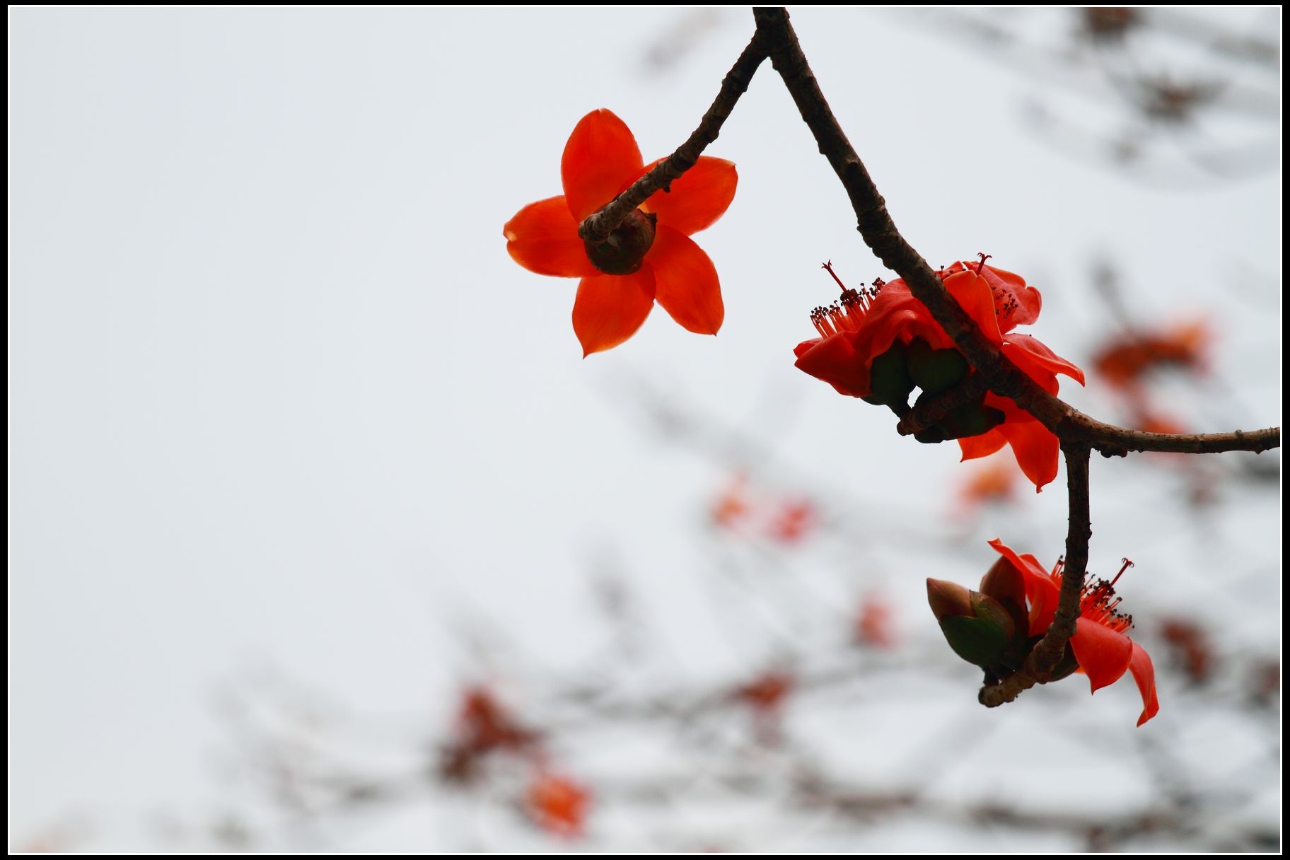 木棉花