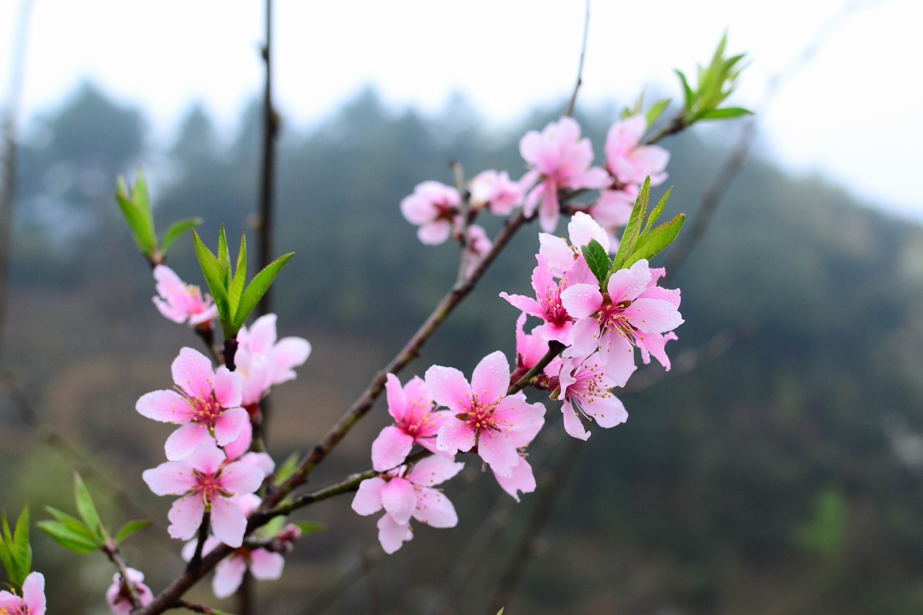 走了桃花运,可惜天公不作美.