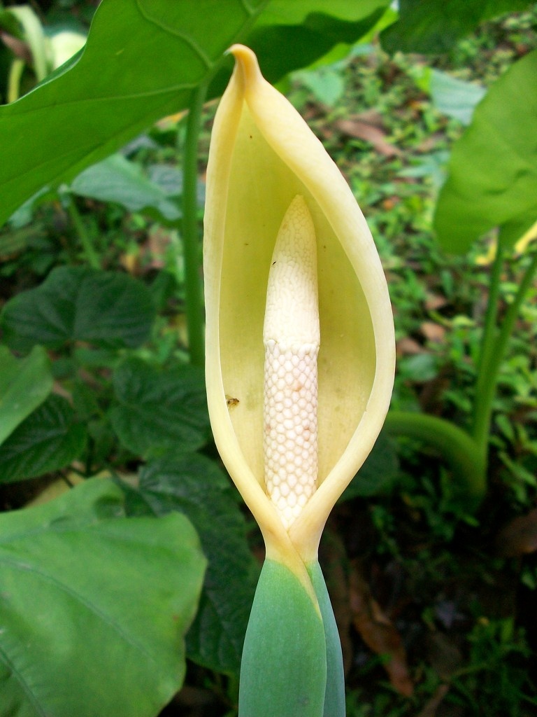 野芋花