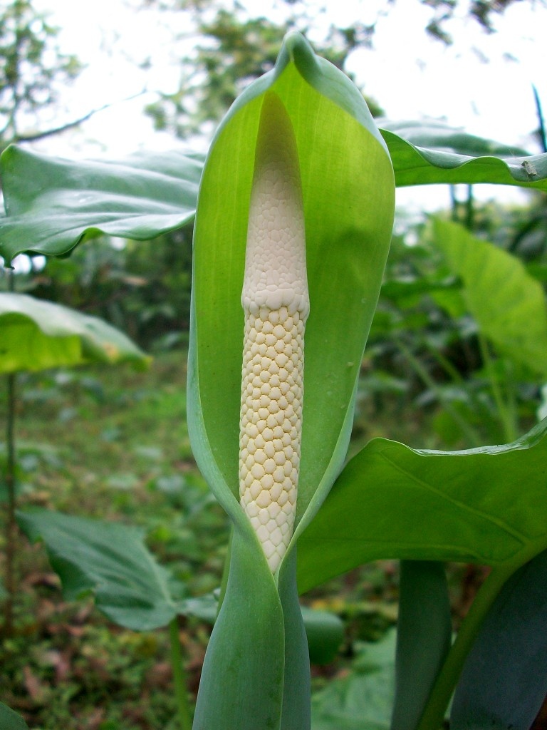 野芋花