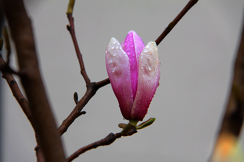 雨中的玉兰花