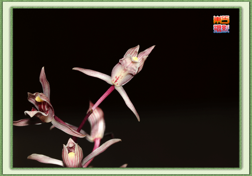 幽谷兰花