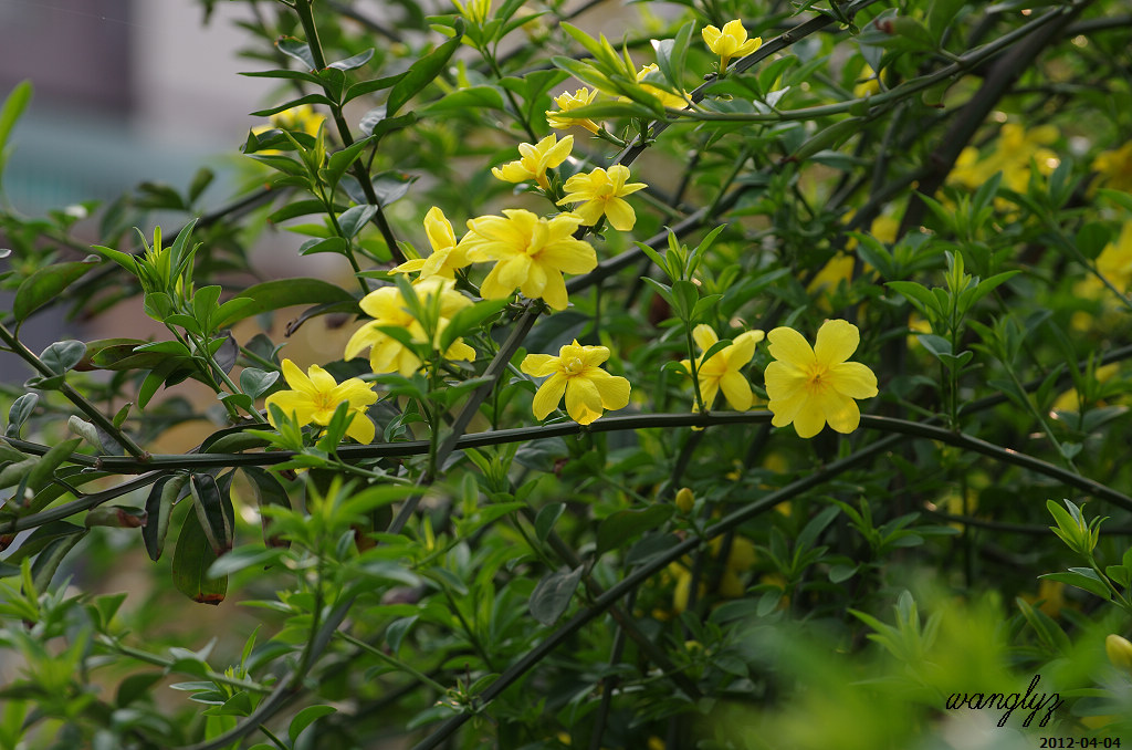 盛开的黄馨花