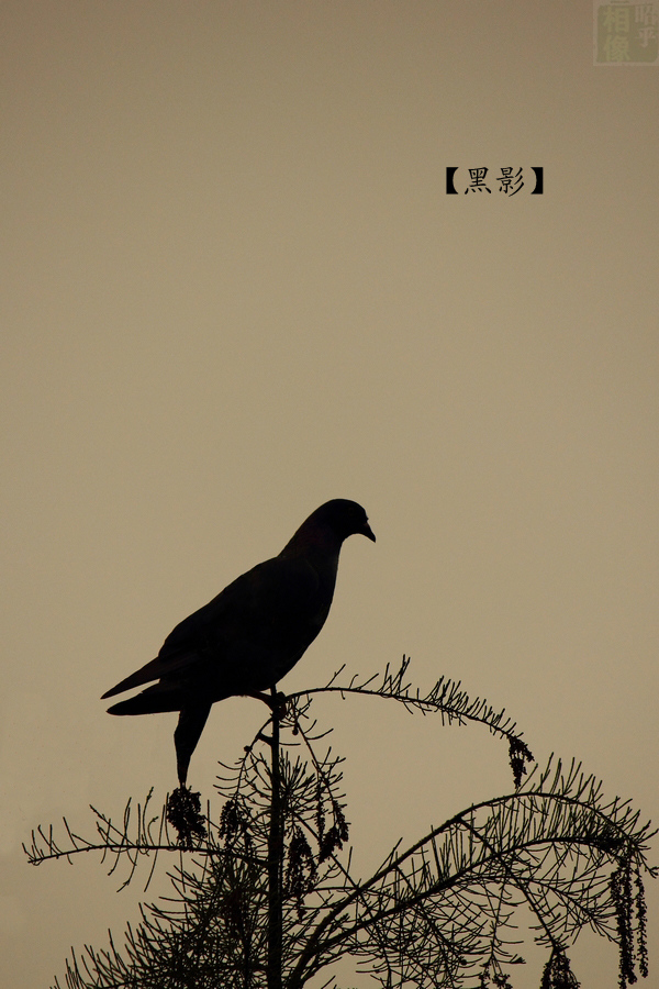 【黑影】