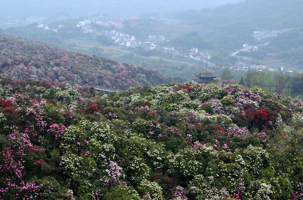 贵州百里杜鹃—地球的彩带_尼康d7000论坛_太平洋电脑网产品论坛